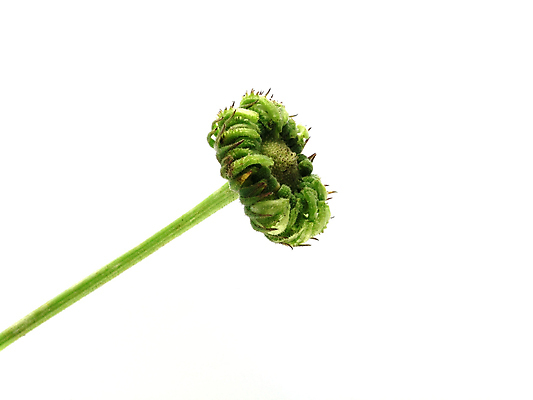 포토 JPG 해외이미지 식물 꽃 오렌지 자연 사람없음 노란색 가을 개화 꽃집 데이지 냄새 해외포토 계절 컬러 과일 상점 생태계 파일형식 이미지허브