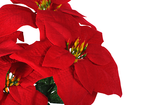 포토 JPG 해외이미지 크리스마스 사람없음 흰배경 포인세티아 해외포토 기념일 꽃 백그라운드 흰색 파일형식 이미지허브