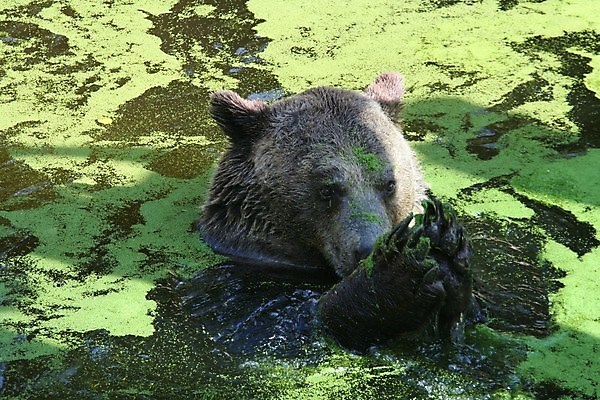 포토 JPG 해외이미지 동물 척추동물 야생동물 곰 포유류 자연 휴식 동물원 사람없음 초록색 물 얼음 수영 흰색 잠 육식동물 북쪽 동물상 해외포토 자연요소 컬러 컨셉 조형물 수상스포츠 방향 생태계 파일형식 이미지허브