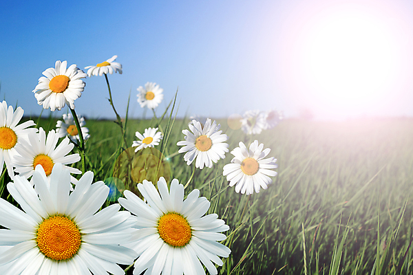 포토 JPG 해외이미지 식물 계절 꽃 밭 자연 하늘 날씨 풍경 초원 사람없음 여름 햇빛 태양 뷰티 성장 데이지 캐모마일 해외포토 자연요소 농업 허브 생태계 파일형식 이미지허브