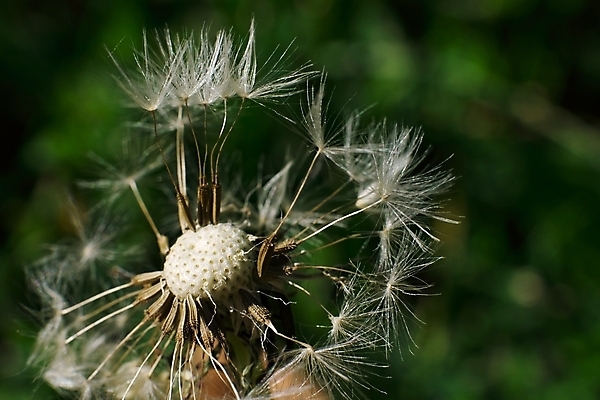 포토 JPG 해외이미지 주간 자연 사람없음 야외 아웃포커스 민들레 민들레홀씨 해외포토 자연요소 꽃 촬영기법 생태계 파일형식 이미지허브