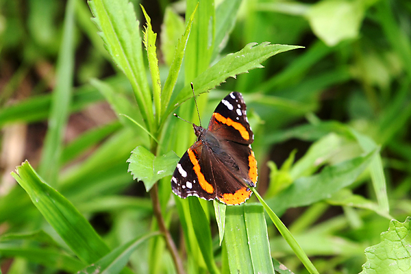 포토 JPG 해외이미지 식물 동물 디자인 꽃 야생동물 나비 곤충 꽃무늬 패턴 날개 오렌지 일러스트 자연 추상 안테나 미술 사람없음 장식 빨간색 초록색 여름 파란색 컬러풀 뷰티 노란색 정원 검은색 봄 흰색 벌레 묘사 고립 해외포토 계절 컬러 무늬 과일 통신 문화예술 생태계 파일형식 이미지허브