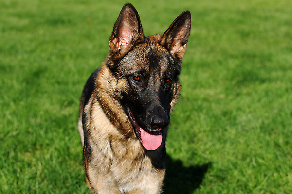 포토 JPG 해외이미지 동물 척추동물 1 응시 얼굴 백그라운드 포유류 휴식 경비 앉기 성인 사람없음 반려동물 갈색 머리카락 검은색 코트 흰색 수비 양치기 경찰 개 선탠 큼 슛 경호원 노려봄 송곳니 고립 기르기 동반자 복종 유래 충실 해외포토 직업 시선 컬러 컨셉 모션 표정 안전 사람 신체부위 머리 외투 치아 보호 크기 돌봄 파일형식 이미지허브