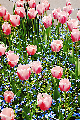 포토 JPG 해외이미지 식물 꽃잎 꽃 분홍색 꽃무늬 밭 전구 자연 초원 사람없음 파란색 컬러풀 정원 봄 튤립 벚꽃 개화 향기 해외포토 계절 컬러 무늬 농업 생태계 냄새 파일형식 이미지허브