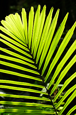 포토 JPG 해외이미지 나무 식물 백그라운드 잎 추상 손바닥 사람없음 야외 초록색 햇빛 닫기 질감 내추럴 동물상 이국적 해외포토 손 컬러 무늬 모션 태양 조형물 파일형식 이미지허브