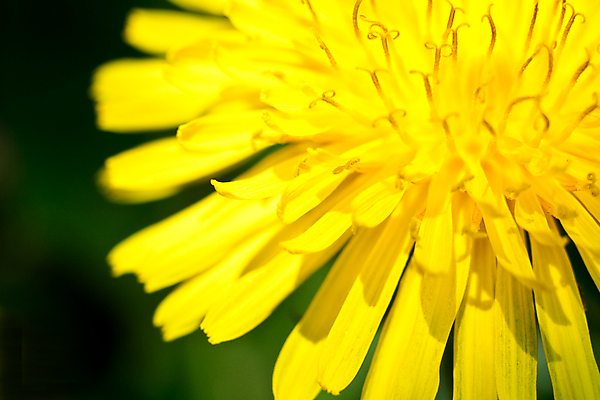 포토 JPG 해외이미지 주간 자연 근접촬영 사람없음 야외 민들레 해외포토 자연요소 꽃 뷰포인트 생태계 파일형식 이미지허브