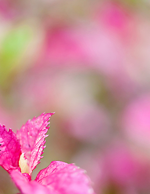 포토 JPG 해외이미지 식물 계절 공원 꽃 꽃다발 백그라운드 잎 꽃무늬 밭 자연 부활절 발렌타인데이 3 사람없음 야외 빨간색 초록색 컬러풀 햇빛 태양 뷰티 노란색 정원 보라색 침묵 봄 튤립 벚꽃 광선 축하 신선 닫기 5월 꽃집 엽서 내추럴 강렬 블러 해외포토 자연요소 공공시설 기념일 컬러 컨셉 무늬 농업 모션 데이이벤트 상점 소리 날짜 편지 생태계 파일형식 이미지허브
