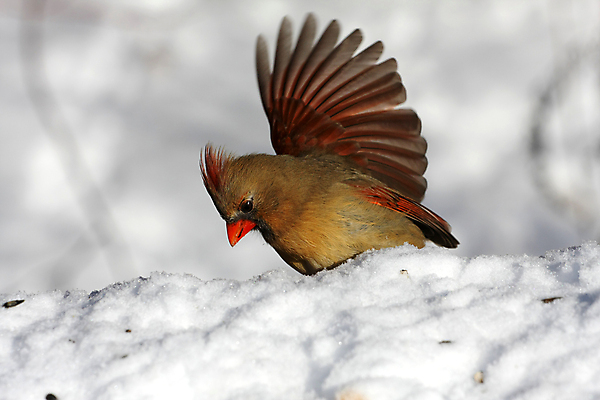 포토 JPG 해외이미지 나무 동물 1 여자 남자 야생동물 겨울 날개 노래 자연 조류 하늘 씨앗 앉기 사람없음 야외 빨간색 검은색 봄 추위 나뭇가지 바늘 선택 깃털 부리 북쪽 동물상 뒤뜰 가문비나무 해외포토 식물 계절 음악 컬러 컨셉 모션 사람 조형물 도구 방향 생태계 파일형식 이미지허브