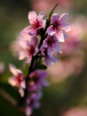 포토 JPG 해외이미지 나무 식물 꽃 과일 사람없음 봄 나뭇가지 개화 4월 5월 천도복숭아 해외포토 계절 날짜 복숭아 파일형식 이미지허브