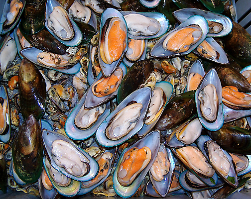 포토 JPG 해외이미지 문화 음식 바다 백그라운드 다이어트 자연 동물원 어류 요리 사람없음 물 파란색 주방 식당 수중 식사 저녁식사 샐러드 껍질 신선 액체 소시지 그릴 인스턴트 먹기 레몬 해산물 준비 휴양지 소금 장면 홍합 서식지 점심식사 고립 단백질 해외포토 자연요소 컬러 과일 모션 주방용품 어패류 건강 상점 수중동물 장소 가공식품 생태계 영양소 파일형식 이미지허브