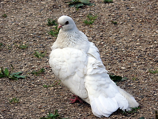 포토 JPG 해외이미지 동물 종교 자연 조류 사람없음 평화 희망 자유 흰색 심볼 순수 깃털 비둘기 신성 무료 신앙심 해외포토 감정 컬러 컨셉 생태계 파일형식 이미지허브