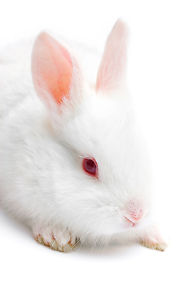 포토 JPG 해외이미지 동물 행복 백그라운드 크리스마스 휴가 새로움 사람없음 회색 흰색 연도 고립 생존 해외포토 기념일 감정 컬러 컨셉 파일형식 이미지허브