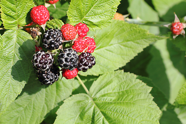 포토 JPG 해외이미지 열매 음식 백그라운드 잎 농업 다이어트 과일 지팡이 디저트 건강 사람없음 빨간색 초록색 컬러풀 정원 검은색 모임 신선 그룹 달콤 맛 먹기 유기농 원예 산딸기 블랙베리 내추럴 숙성 식욕 식용 원예사 맛있는 해외포토 식물 직업 웰빙 산업 컬러 컨셉 모션 취미 파일형식 이미지허브