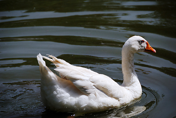 포토 JPG 해외이미지 1 응시 호수 물결 야생동물 자연 조류 사람없음 야외 물 뷰티 반사 머리 수영 침묵 흰색 시골 연못 고독 깃털 싱글 부리 장면 거위 물새 민물 해외포토 자연요소 동물 시선 감정 컬러 신체부위 소리 수상스포츠 생태계 파일형식 이미지허브