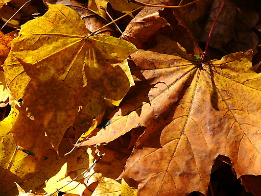 포토 JPG 해외이미지 나무 디자인 계절 백그라운드 단풍 잎 패턴 오렌지 텍스트 자연 추상 사람없음 야외 장식 빨간색 갈색 노란색 환경 변화 황금 숲 11월 질감 10월 내추럴 국경 해외포토 식물 컬러 컨셉 무늬 과일 날짜 생태계 파일형식 이미지허브