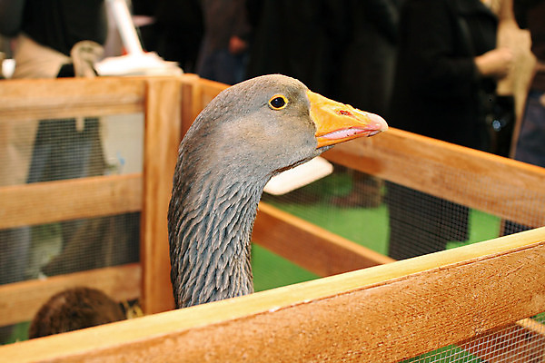 포토 JPG 해외이미지 동물 전통 공원 음식 크리스마스 농업 휴가 요리 서기 사람없음 상자 농장 세일 식사 가축 발표 주차 거위 리빙 밭일 해외포토 공공시설 기념일 산업 모션 조류 파일형식 이미지허브