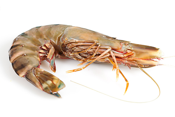 포토 JPG 해외이미지 음식 조개 새우 건강 갑각류 어류 동양인 사람없음 해산물 날것 맛있는 해외포토 동물 어패류 인종 수중동물 파일형식 이미지허브