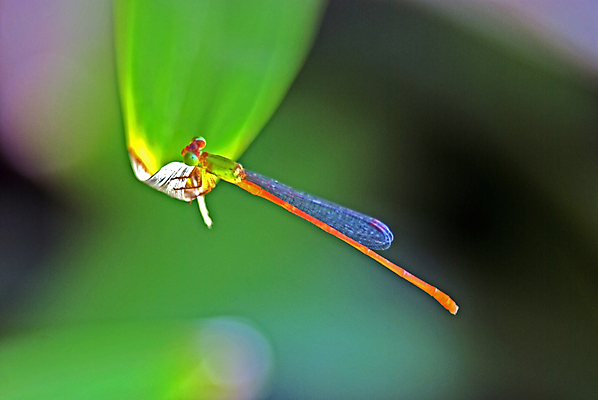 포토 JPG 해외이미지 공원 꽃 곤충 백그라운드 날개 자연 사람없음 초록색 정원 해충 벌레 잠자리 보케 해외포토 식물 동물 공공시설 컬러 생태계 파일형식 이미지허브