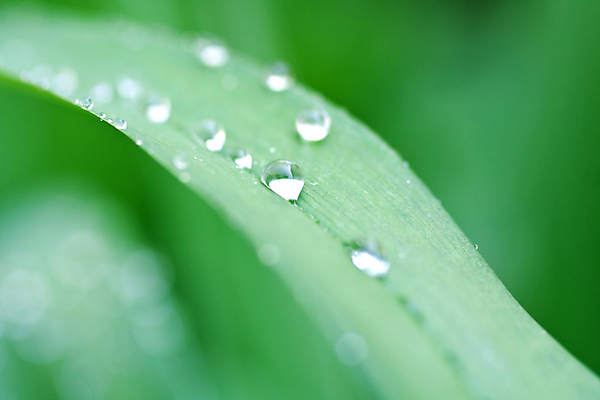 포토 JPG 해외이미지 식물 백그라운드 잎 밭 자연 잔디 사람없음 초록색 물 환경 젖음 성장 물방울 신선 칼날 이슬 묘사 내추럴 해외포토 자연요소 컬러 농업 생태계 파일형식 이미지허브