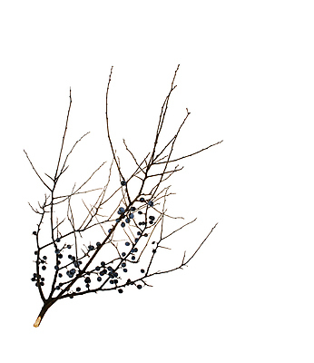 포토 JPG 해외이미지 식물 열매 음식 백그라운드 잎 과일 재료 건강 사람없음 파란색 컬러풀 반사 흰색 나뭇가지 맛 약초 작음 베리 고립 얇은 타르트 카피스페이스 해외포토 나무 빵 컬러 컨셉 공백 풀_식물 크기 파이_빵 파일형식 이미지허브