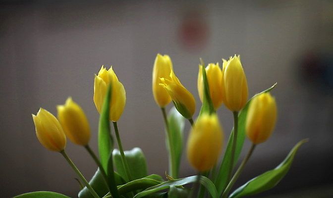 포토 JPG 해외이미지 식물 꽃잎 꽃 꽃다발 백그라운드 꽃무늬 자연 종류 사람없음 초록색 컬러풀 노란색 튤립 흰색 신선 오브젝트 향기 고립 해외포토 컬러 무늬 생태계 냄새 파일형식 이미지허브