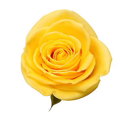 포토 JPG 해외이미지 기념일 꽃잎 꽃 꽃다발 백그라운드 잎 사랑 사람없음 뷰티 장미 노란색 낭만 벚꽃 흰색 신용카드 꽃봉오리 향기 아로마 초대 고립 카피스페이스 해외포토 식물 감정 컬러 컨셉 이벤트 금융 공백 냄새 파일형식 이미지허브