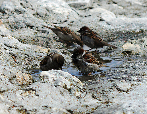 포토 JPG 해외이미지 동물 1 응시 공원 여자 지구 야생동물 모래 자연 조류 새로움 주택 성인 사람없음 야외 물 뷰티 갈색 검은색 목욕 봄 젖음 흰색 씻기 작음 깃털 싱글 부리 참새 먼지 서식지 내추럴 테마 해외포토 자연요소 시선 계절 공공시설 컬러 컨셉 사람 건물 청결 크기 생태계 파일형식 이미지허브