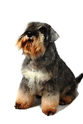 포토 JPG 해외이미지 동물 헤어스타일 남자 의자 자연 사람없음 반려동물 코트 거친 개 쇼 몸단장 고립 다듬기 주목 힘찬 해외포토 가구 컨셉 포유류 모션 사람 외투 생태계 파일형식 이미지허브