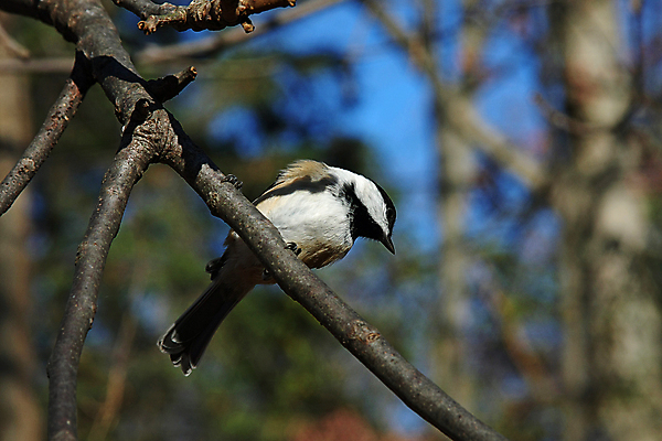 포토 JPG 해외이미지 나무 동물 손 공원 야생동물 음식 캐나다 겨울 날개 자연 조류 씨앗 앉기 사람없음 야외 검은색 추위 흰색 나뭇가지 관찰 숲 작음 먹기 깃털 부리 수유 해외포토 식물 계절 공공시설 컬러 북아메리카 모션 신체부위 크기 생태계 파일형식 이미지허브