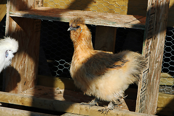 포토 JPG 해외이미지 동물 1 백그라운드 농업 자연 조류 병아리 사랑 앉기 사람없음 야외 세로 반려동물 농장 머리 치킨 가축 흰색 볏짚 농부 깃털 슛 솜털 뭉치 적재 수탉 기르기 돌봄 해외포토 직업 감정 산업 컬러 모션 신체부위 닭 짚 수컷 생태계 닭고기요리 파일형식 이미지허브