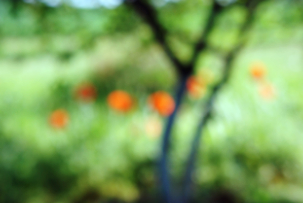 포토 JPG 해외이미지 디자인 백그라운드 자연 추상 풍경 사람없음 빨간색 초록색 봄 벚꽃 시골 파편 그림 양귀비 내추럴 블러 오리지널 해외포토 계절 꽃 컬러 무늬 생태계 파일형식 이미지허브