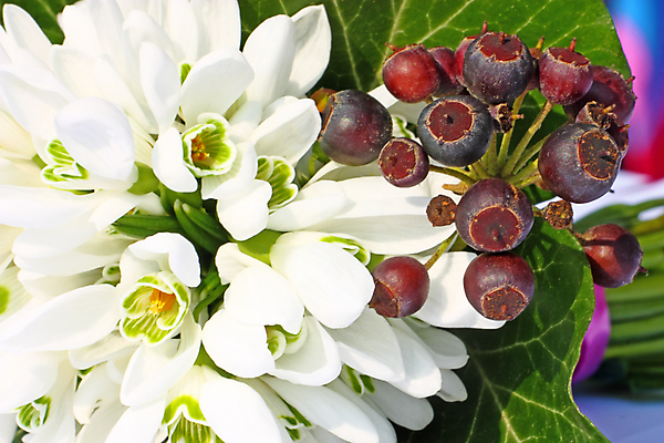 포토 JPG 해외이미지 식물 계절 열매 꽃잎 꽃 줄기 꽃다발 잎 꽃무늬 자연 사람없음 야외 초록색 봄 벚꽃 흰색 아이비 내추럴 고립 헌병 해외포토 컬러 무늬 군인 생태계 파일형식 이미지허브