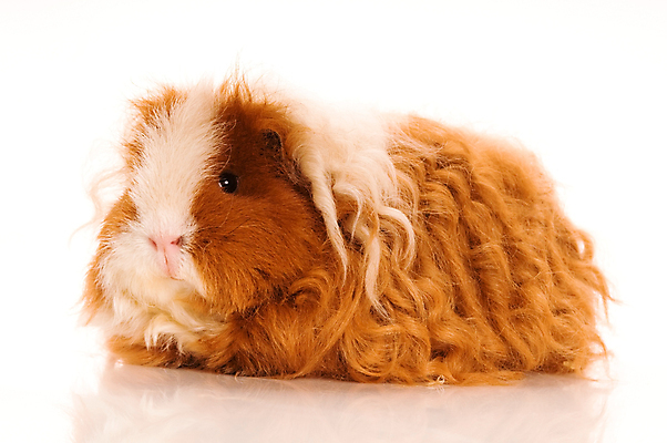 포토 JPG 해외이미지 한마리 사람없음 기니피그 해외포토 1 포유류 파일형식 이미지허브