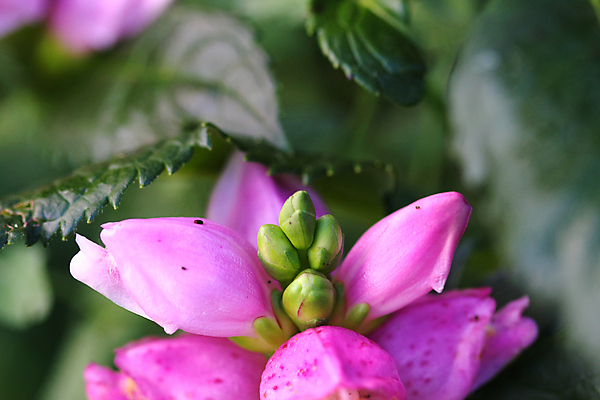 포토 JPG 해외이미지 모양 식물 디자인 꽃잎 꽃 실루엣 백그라운드 잎 꽃무늬 패턴 곡선 일러스트 자연 추상 프레임 미술 사람없음 그래픽 장식 초록색 여름 뷰티 봄 흰색 화려 우아함 묘사 오브젝트 질감 내추럴 빅토리아 국경 해외포토 계절 선 컬러 컨셉 무늬 문화예술 촬영기법 생태계 파일형식 이미지허브