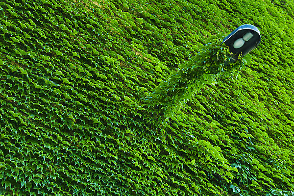 포토 JPG 해외이미지 나무 식물 디자인 계절 공원 열매 벽 백그라운드 컨셉 잎 패턴 가로등 자연 벽지 건강 사람없음 야외 장식 초록색 뷰티 약 정원 봄 신선 숲 관목 묘사 만족 질감 아이비 해외포토 공공시설 감정 컬러 무늬 의학 생태계 파일형식 이미지허브