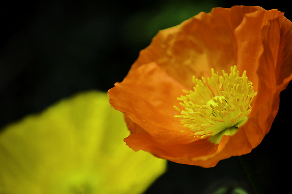 포토 JPG 해외이미지 식물 디자인 꽃잎 꽃 꽃다발 백그라운드 꽃무늬 오렌지 자연 추상 사람없음 빨간색 뷰티 노란색 머리 흰색 점 우아함 묘사 꽃가루 부드러움 내추럴 꽃수술 해외포토 컬러 컨셉 무늬 과일 신체부위 감각 가루 생태계 파일형식 이미지허브