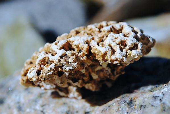 포토 JPG 해외이미지 바다 자연 사람없음 산호 해외포토 자포동물 생태계 파일형식 이미지허브