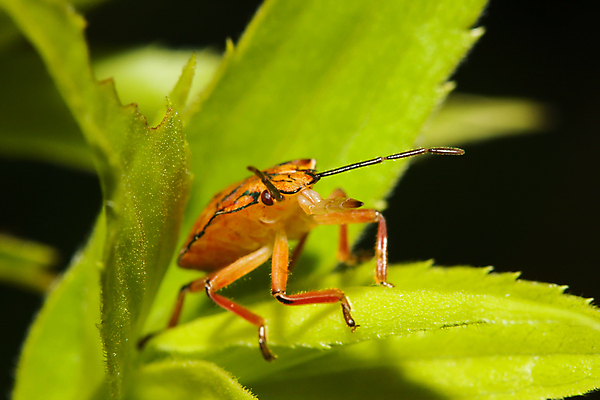 포토 JPG 해외이미지 식물 동물 건축물 꽃잎 꽃 야생동물 곤충 잎 과일 부분 자연 초식동물 풍경 사람없음 가로 개화 벌레 생물학 동물상 초식 해외포토 교육 건축 조형물 생태계 파일형식 이미지허브