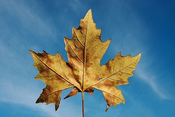 포토 JPG 해외이미지 식물 조각 백그라운드 단풍 잎 자연 하늘 사람없음 파란색 컬러풀 갈색 노란색 환경 가을 떨어짐 묘사 유기농 내추럴 해외포토 웰빙 계절 컬러 컨셉 생태계 파일형식 이미지허브