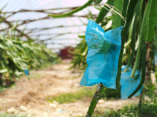 포토 JPG 해외이미지 식물 아시아 음식 농업 다이어트 가방 과일 선인장 사람없음 야외 용 신선 보호 플라스틱 말레이시아 온실 해외포토 잡화 나라 산업 컨셉 재질 건강 파일형식 이미지허브