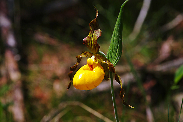 포토 JPG 해외이미지 식물 꽃잎 꽃 분홍색 백그라운드 잎 자연 슬리퍼 사람없음 장식 빨간색 초록색 뷰티 노란색 정원 봄 벚꽃 신선 난초 허브 생태계 생물학 냄새 내추럴 생태학 이국적 해외포토 계절 교육 컬러 신발 파일형식 이미지허브