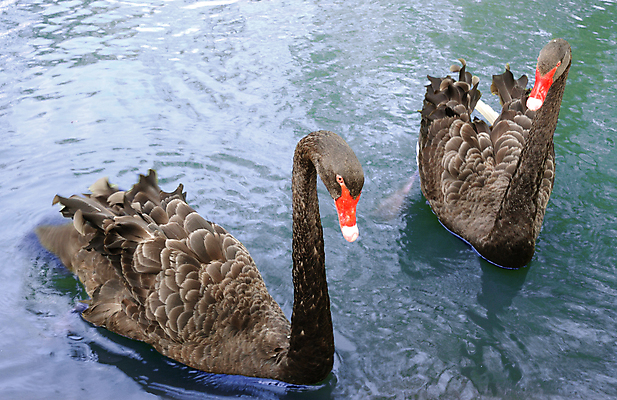 포토 JPG 해외이미지 동물 커플 기념일 분홍색 결혼 백그라운드 2 가족 자연 조류 결혼식 함께함 발렌타인데이 사랑 사람없음 가로 빛 뷰티 귀여움 검은색 수영 침묵 우정 하트 전원 쌍 우아함 결합 집중 심볼 깃털 약속 백조 천국 단아함 유대감 해외포토 모양 감정 컬러 컨셉 관계 데이이벤트 이벤트 친구 소리 수상스포츠 전기에너지 생태계 파일형식 이미지허브