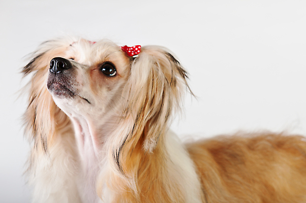 포토 JPG 해외이미지 동물 백그라운드 포유류 앉기 사람없음 반려동물 중국 흰색 개 퍼프 슛 부드러움 갈기 유래 해외포토 아시아 컬러 모션 감각 파일형식 이미지허브