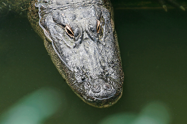 포토 JPG 해외이미지 동물 얼굴 야생동물 파충류 자연 동물원 미소 사람없음 물 갈색 치아 위험 육식동물 악어 플로리다 해외포토 자연요소 컬러 컨셉 표정 신체부위 미국 소화기관 생태계 파일형식 이미지허브