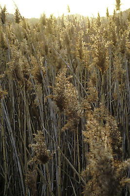 포토 JPG 해외이미지 주간 호수 밭 아침 사람없음 야외 태양 맑음 해외포토 자연요소 농업 날씨 파일형식 이미지허브