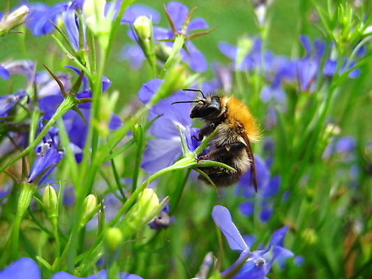 포토 JPG 해외이미지 꽃 곤충 건강 사람없음 목재 꿀 해외포토 나무 식물 동물 재료 파일형식 이미지허브