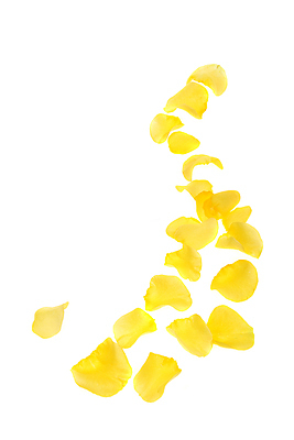 포토 JPG 해외이미지 식물 디자인 기념일 꽃잎 꽃 결혼 백그라운드 잎 꽃무늬 패턴 데이트 자연 휴가 프레임 발렌타인데이 선물 사랑 사람없음 장식 뷰티 장미 노란색 낭만 벚꽃 흰색 축하 신선 우아함 고립 국경 해외포토 감정 컬러 컨셉 무늬 데이이벤트 이벤트 생태계 파일형식 이미지허브