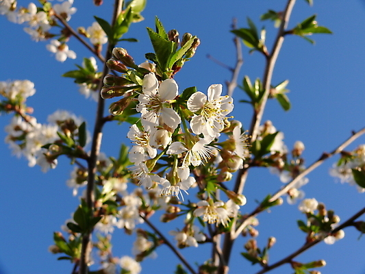 포토 JPG 해외이미지 나무 꽃잎 꽃 백그라운드 꽃무늬 자연 조류 하늘 사람없음 초록색 파란색 뷰티 정원 봄 벚꽃 흰색 신선 개화 체리 저녁 내추럴 해외포토 식물 동물 계절 컬러 무늬 과일 야간 생태계 파일형식 이미지허브