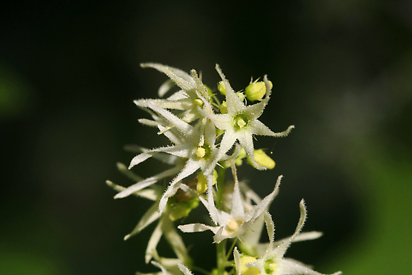 포토 JPG 해외이미지 식물 계절 꽃 음식 잎 농업 채소 자연 오이 건강 사람없음 초록색 여름 농작물 노란색 정원 수확 벚꽃 흰색 신선 작음 먹기 유기농 원예 숙성 채식주의자 세련 해외포토 웰빙 산업 컬러 모션 취미 크기 생태계 채식 파일형식 이미지허브