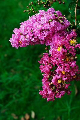 포토 JPG 해외이미지 공원 꽃 분홍색 백그라운드 자연 사람없음 초록색 환경 정원 개화 가득함 원예 생태학 해외포토 식물 공공시설 교육 컬러 취미 생태계 파일형식 이미지허브